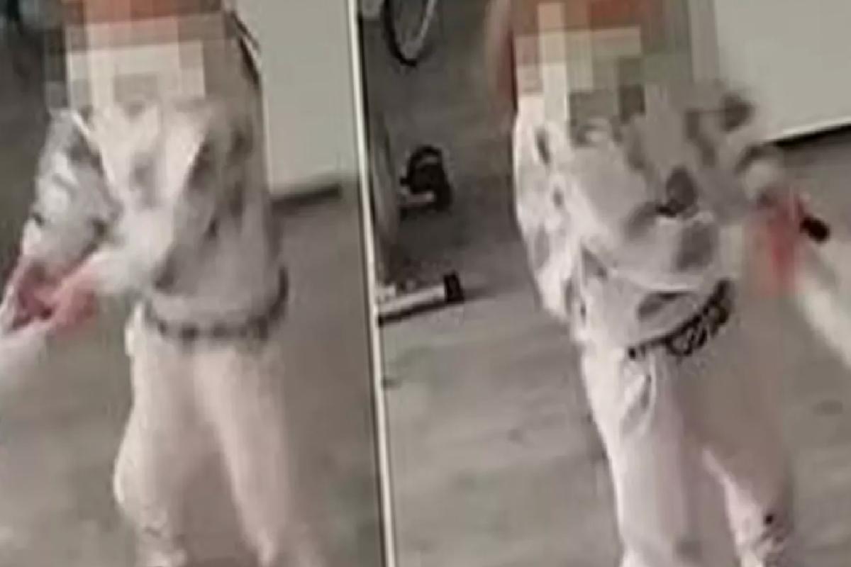 Küçük kız kediye işkence yaptı, annesi gülerek kayda aldı