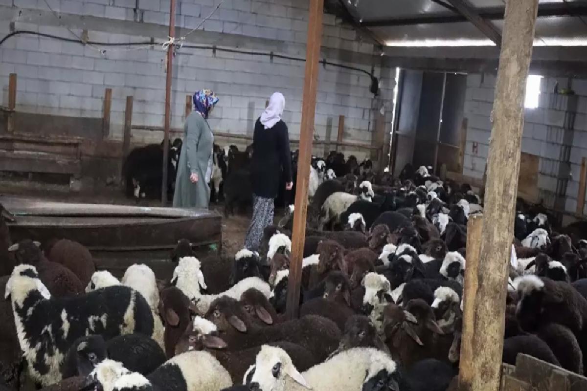 Küçükbaş Hayvancılıkta Başarı Hikayesi