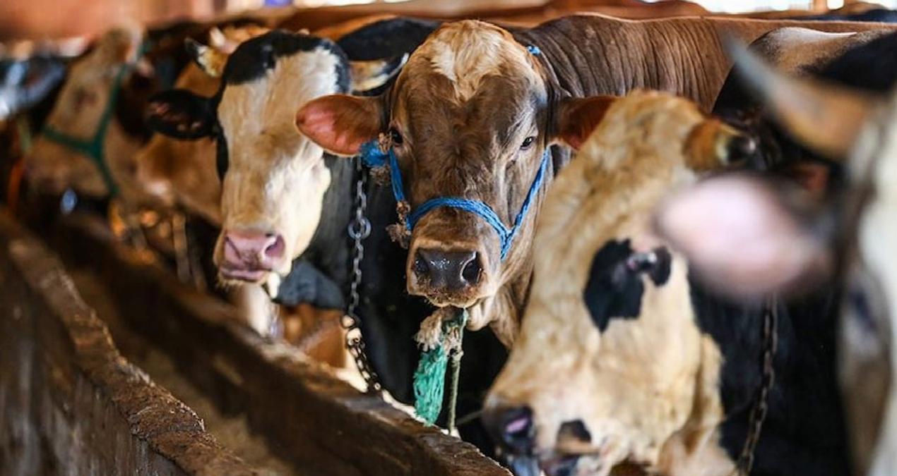 Kurban Bayramı öncesi fiyatlar netleşiyor: Küçükbaş ve büyükbaşta tahmini rakamlar