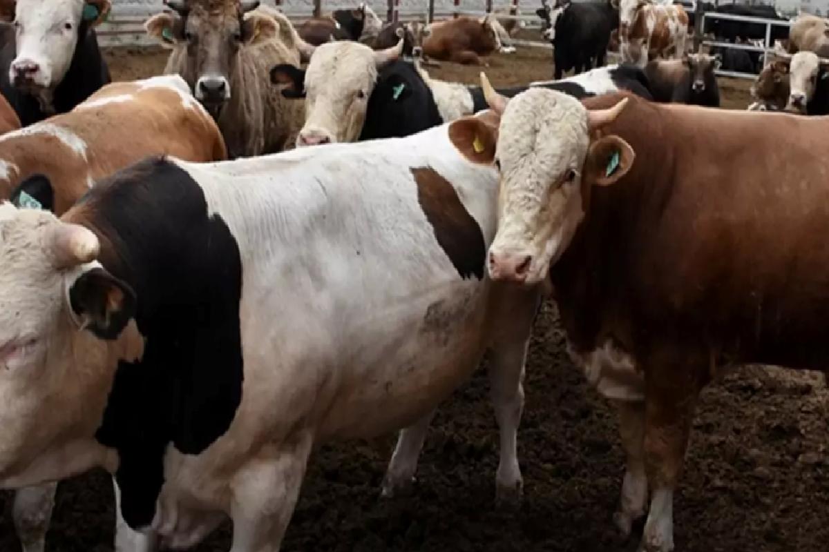 Kurban kesim bedeli yurt içinde 13 bin 500 lira, yurt dışında 5 bin 450 lira olarak belirlendi.
