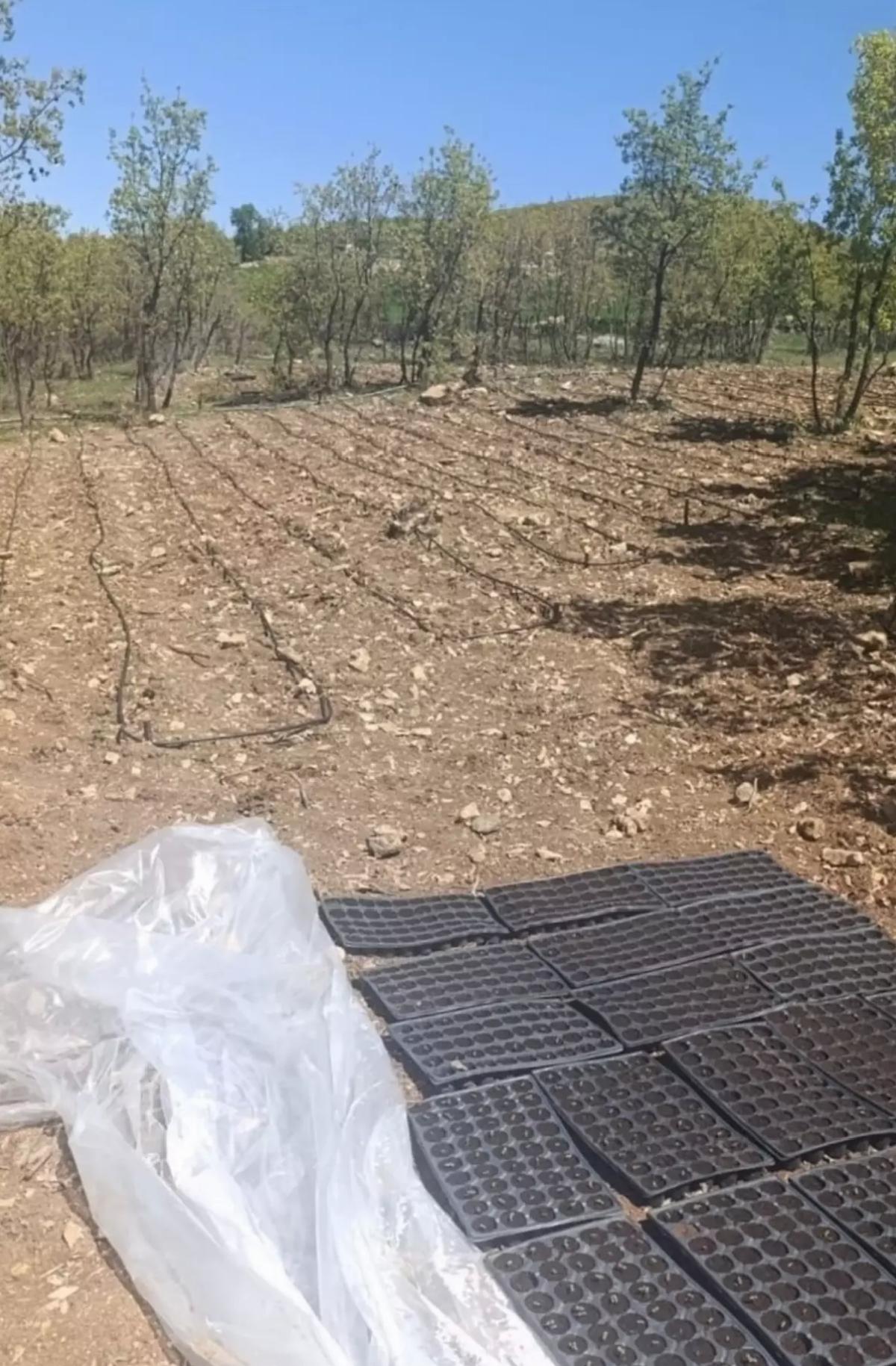 Lice’de Uyuşturucu Operasyonu: 18 Bin Kök Kenevir Ele Geçirildi
