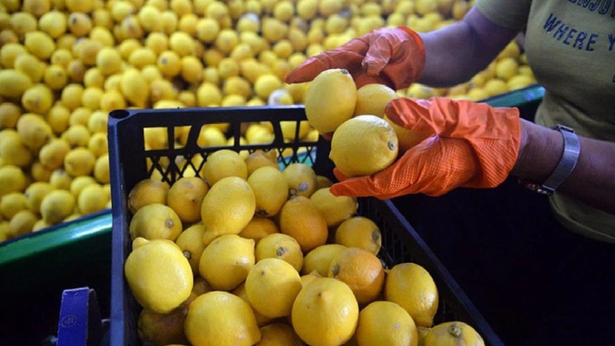 Limon ihracatı geçici olarak durduruldu