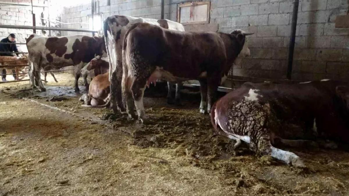 Malatya’da 4 Büyükbaş Hayvan Telef Oldu