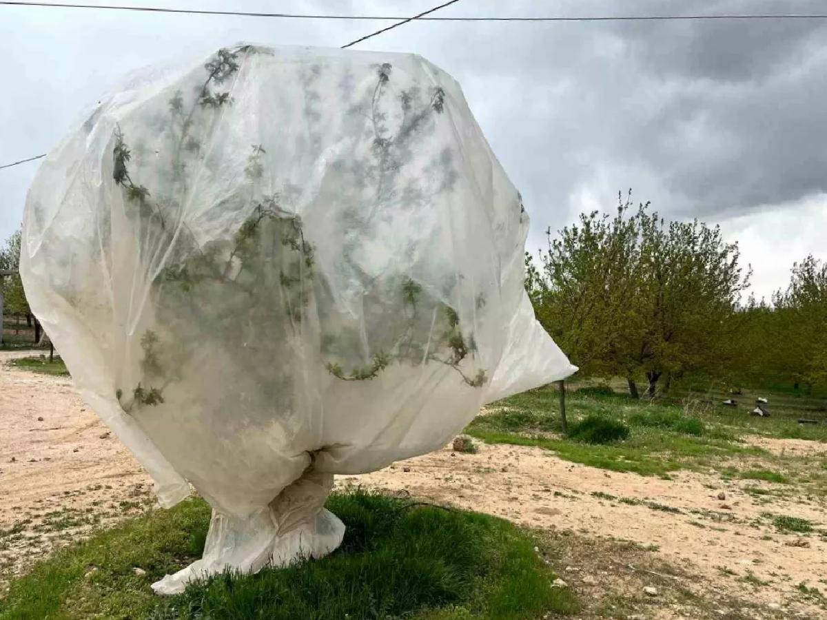 Malatya’da Kuru Kayısı Üreticilerinin Don Alarmı