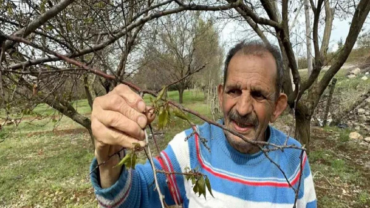 Malatya’da Zirai Don Felaketi