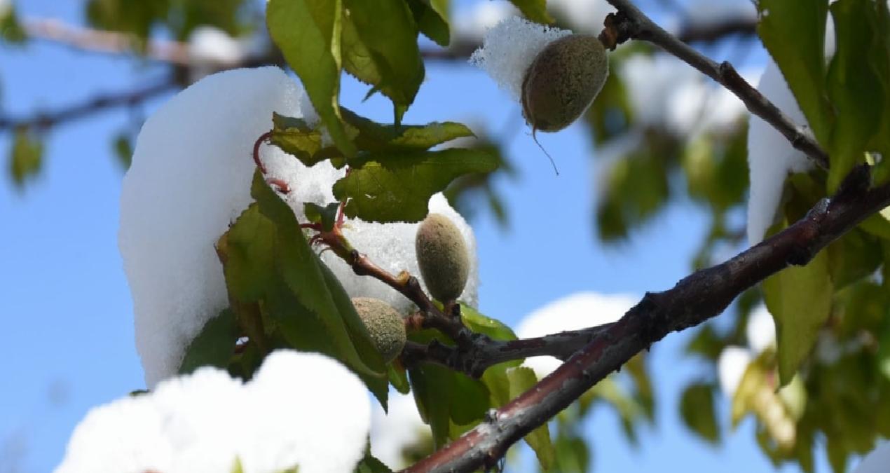 Malatya’da zirai don felaketi: Tarımsal üretimde ciddi zarar