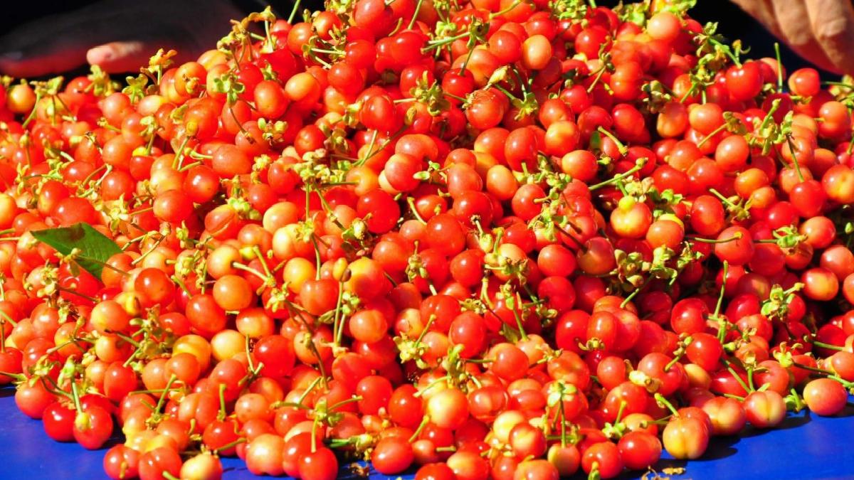 Manisa’da sezonunu ilk kirazı 3 bin 500 TL’den satıldı