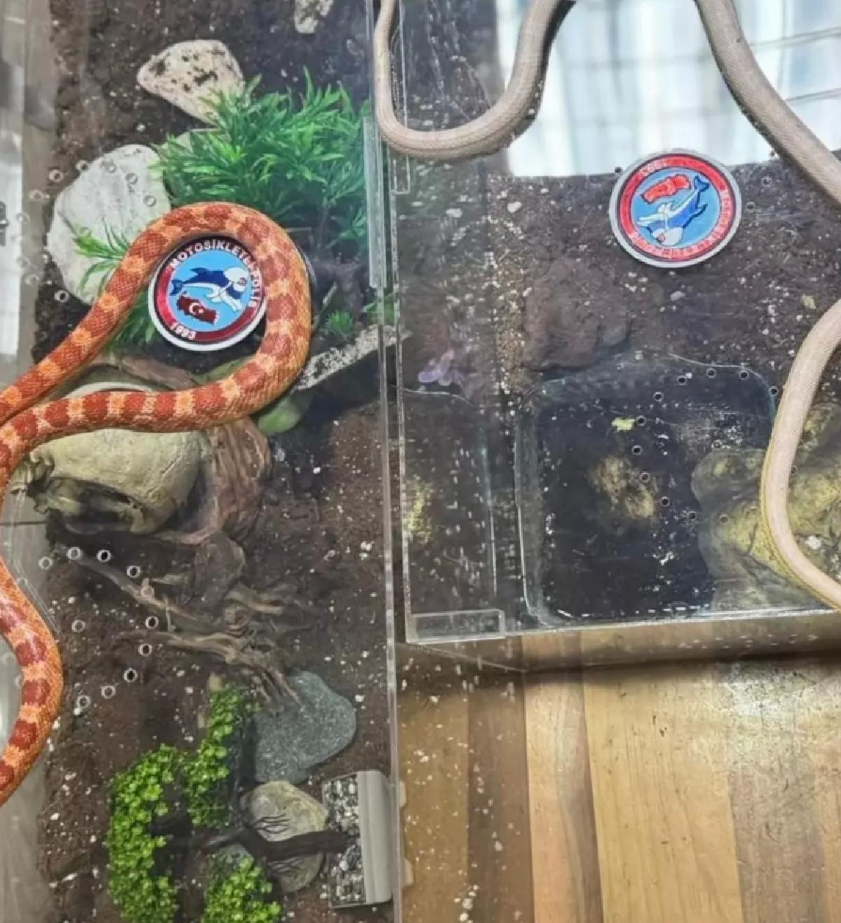 Maslak’ta Yılan Kaçakçılığı