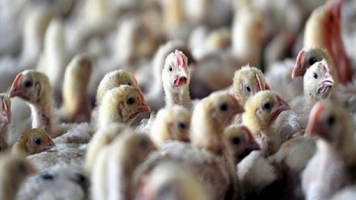 Meksika’da ilk kez bir insanda ‘H5N1’ türü kuş gribine rastlandı