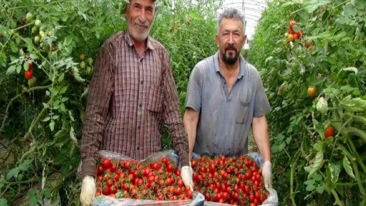 Mersin’de Domates Hasadı Sürüyor