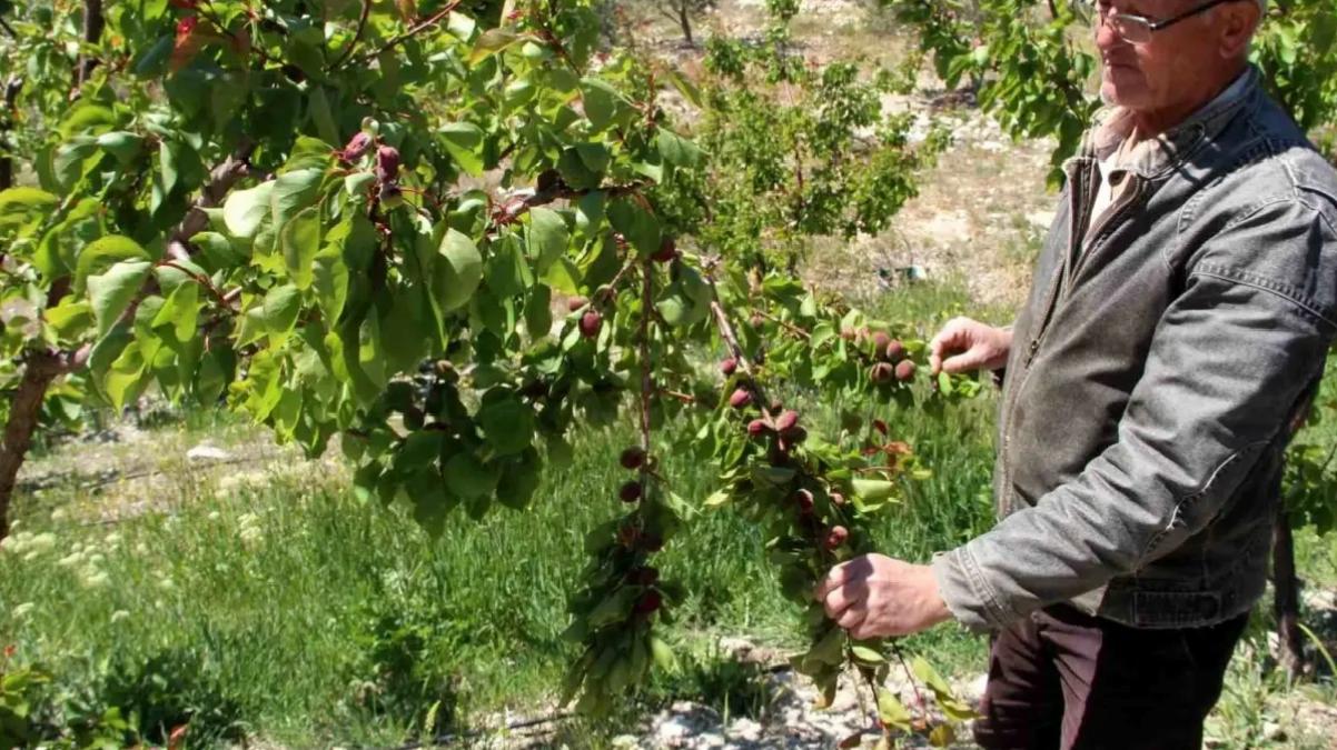 Mersin’de Zirai Don Etkisi: Mut Kayısısında %30 Kayıp