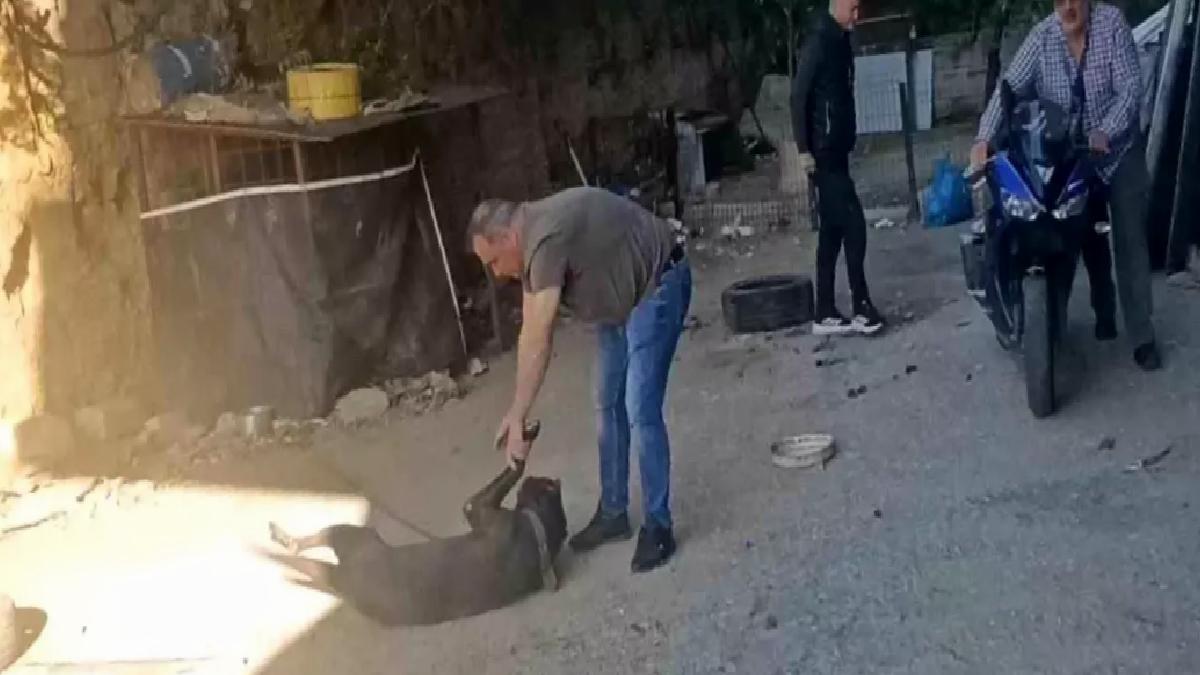 Motosiklet Sürücüsü Köpekten Saklandı