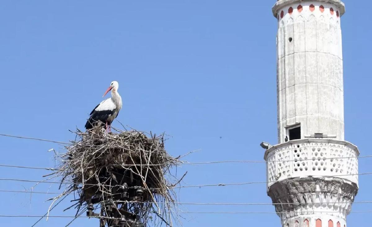 Muş Ovası’nda Leylek Festivali