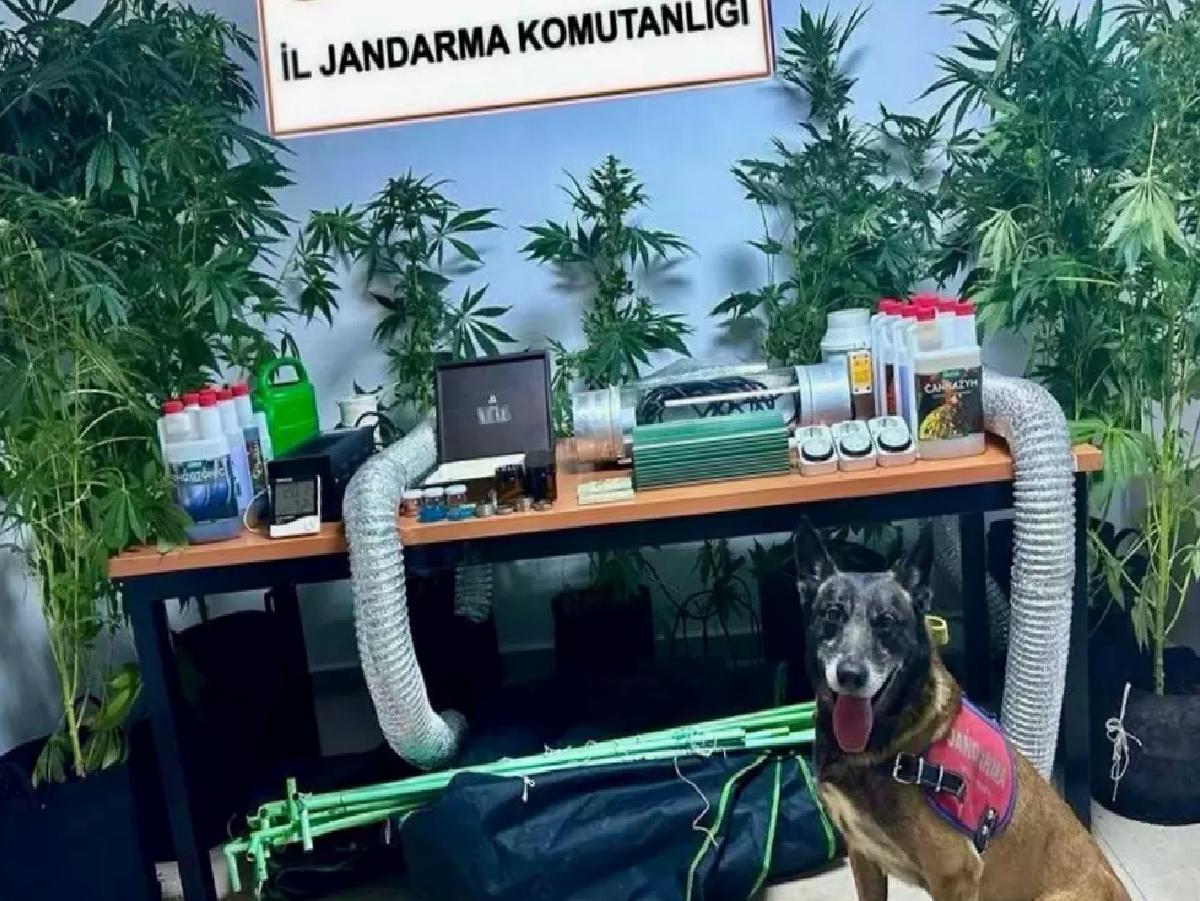 Öğretmenin Evinde Hint Keneviri Operasyonu