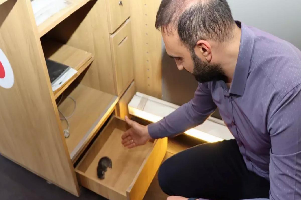 Oltu’da Kedinin Çekmecede Doğumu