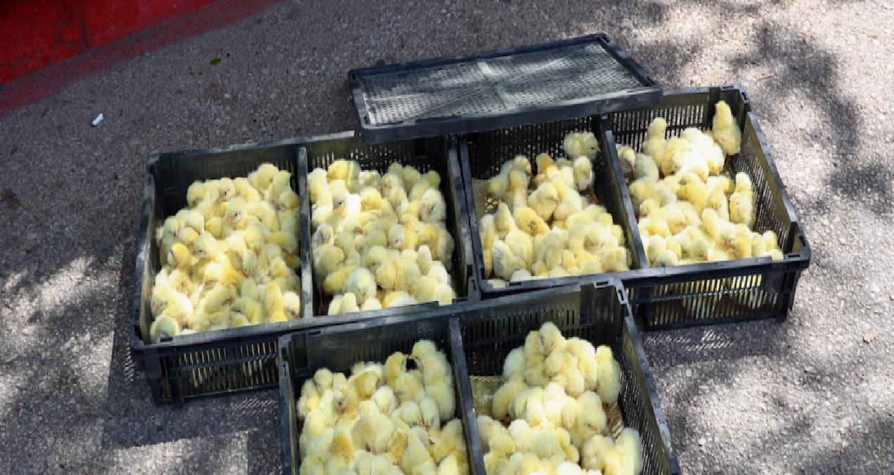 Otobüsle gönderilen 300 civcive el konuldu