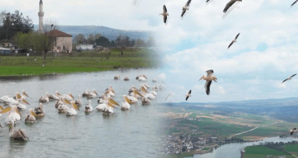 Pelikan sürüsü Boğazköy Barajı’nda görüntülendi