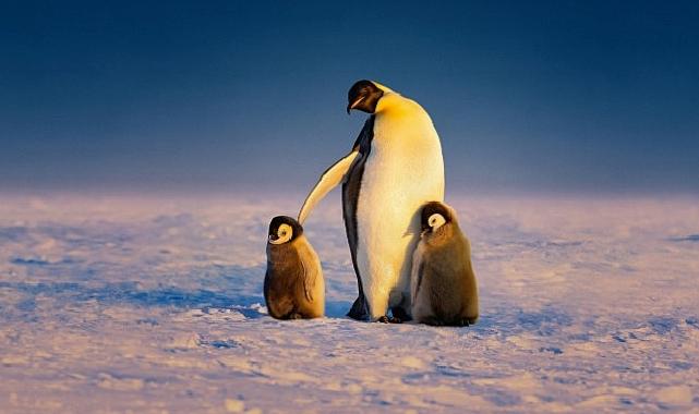 ‘Penguenlerin Gizemli Dünyası’ Art Arda 3 Bölümüyle 22 Nisan Salı Günü 20.00’de National Geographic WILD Ekranlarına Geliyor