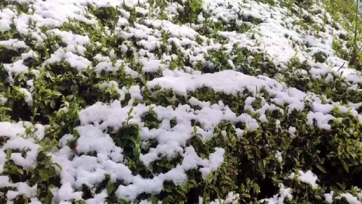 Rize’de Kar Yağışı Çay Tarımını Vurdu
