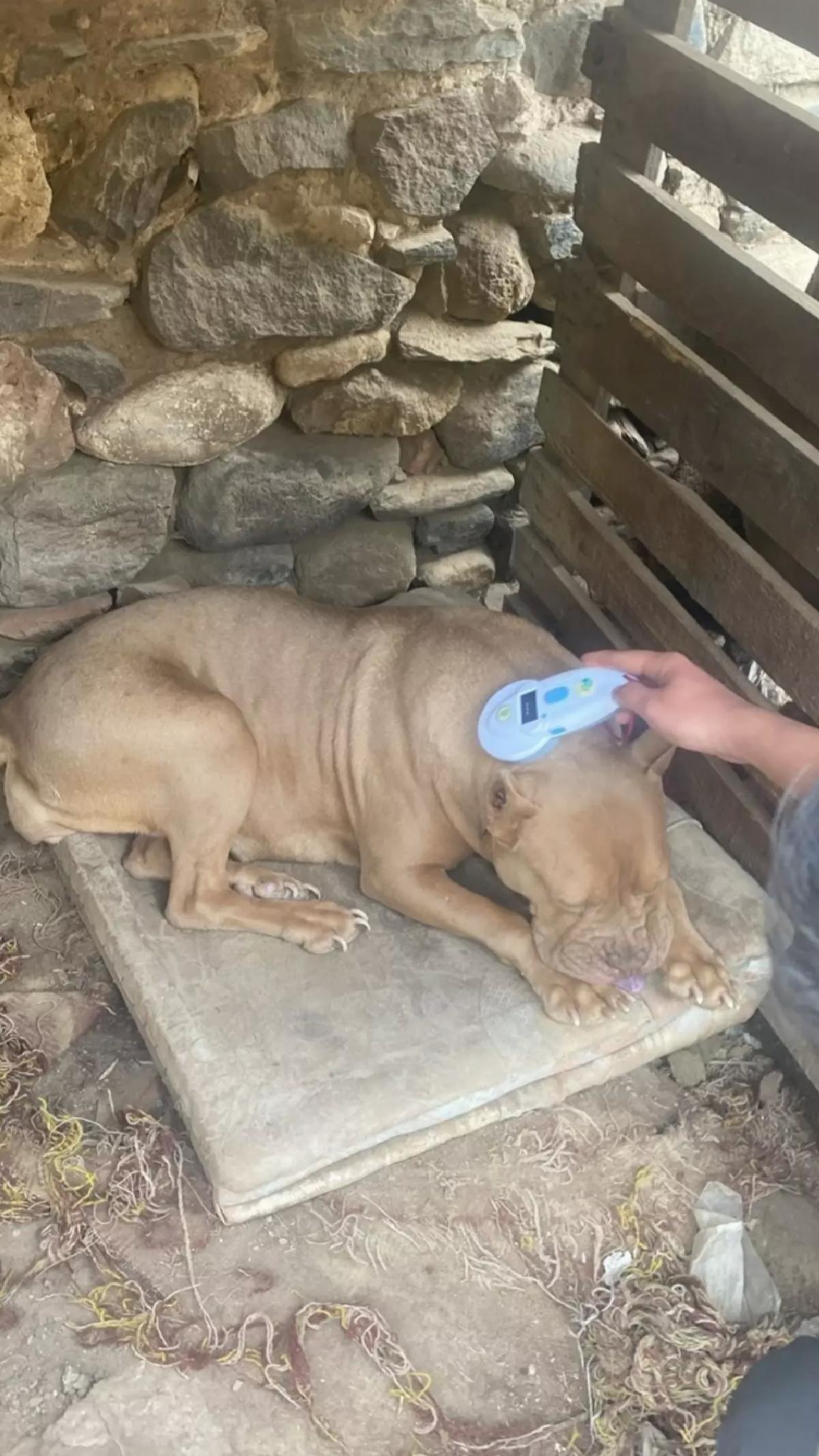 Salihli’de Yasaklı Irk Köpeklere Cezası