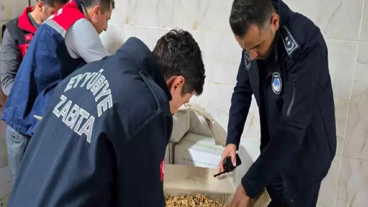 Şanlıurfa’da Zabıta Kurtlanmış 11 Ton Cevize El Koydu