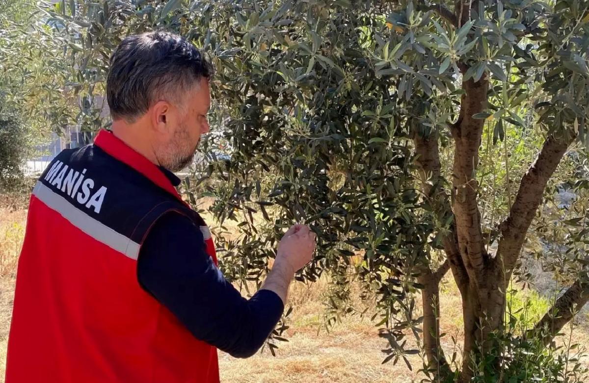 Sarıgöl’de Zeytin Bahçelerine Pamuklu Bit Uyarısı