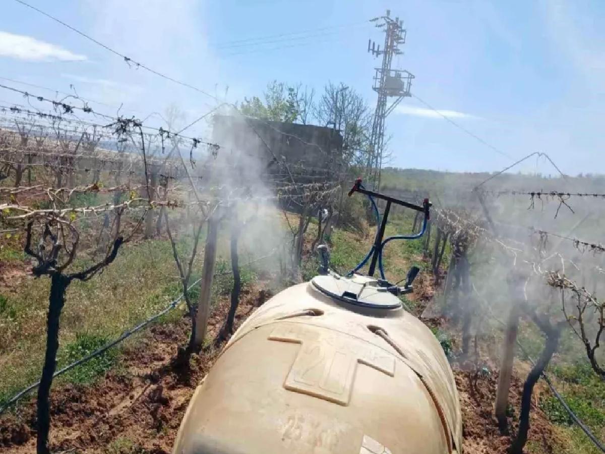 Sarıgöl’de Zirai Don Zararı: Çiftçiler Umutla İlaçlama Yapıyor