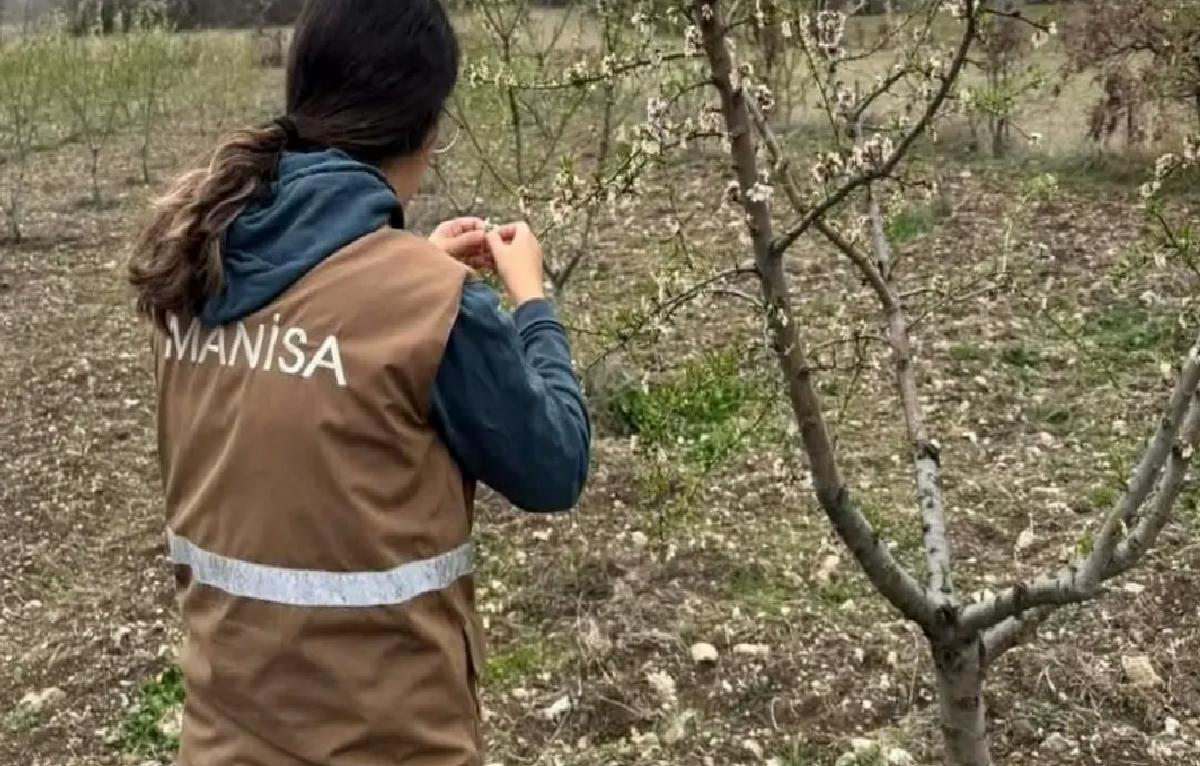 Selendi’de Zirai Don Zararı Tespiti Başladı