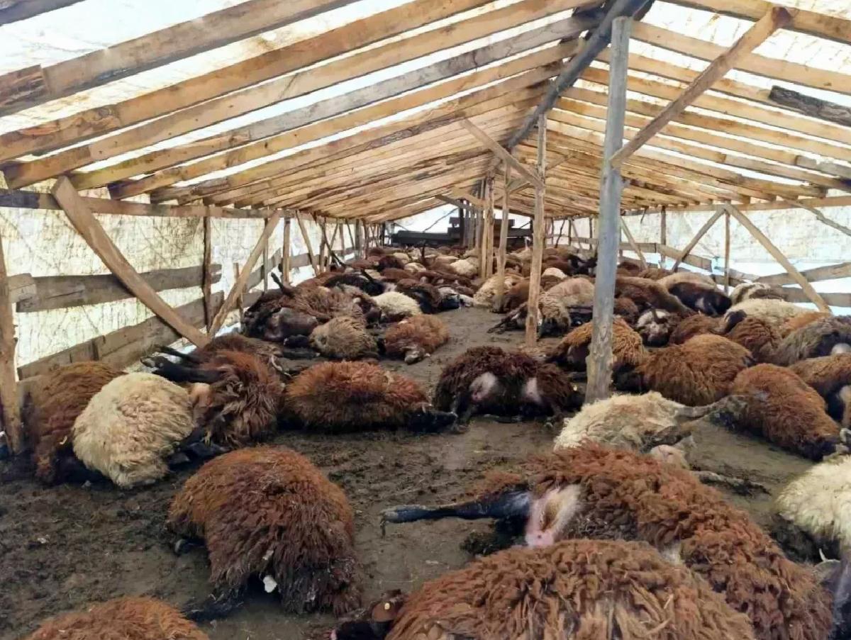 Şiddetli Rüzgar 280 Hayvanı Telef Etti