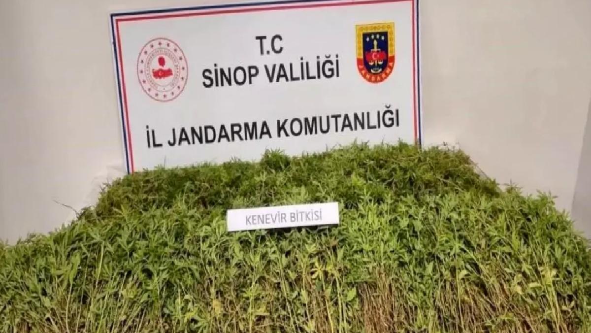 Sinop’ta Kenevir İddiayı Doğruladı