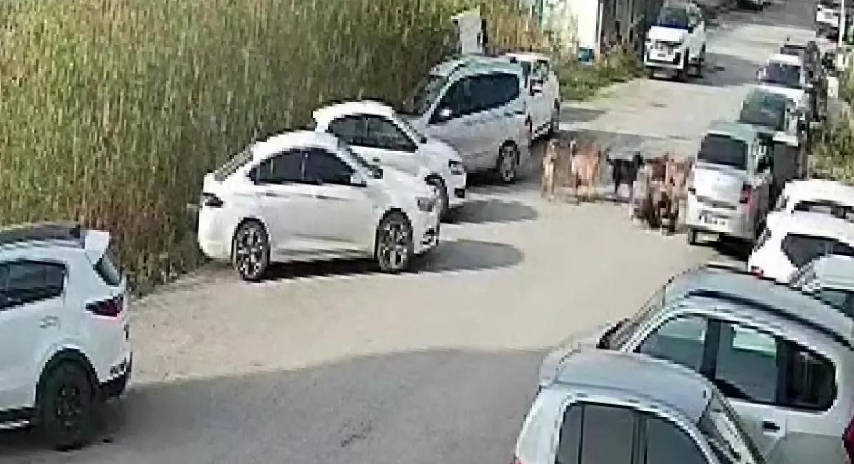 Sokak Köpekleri Kadına Saldırdı