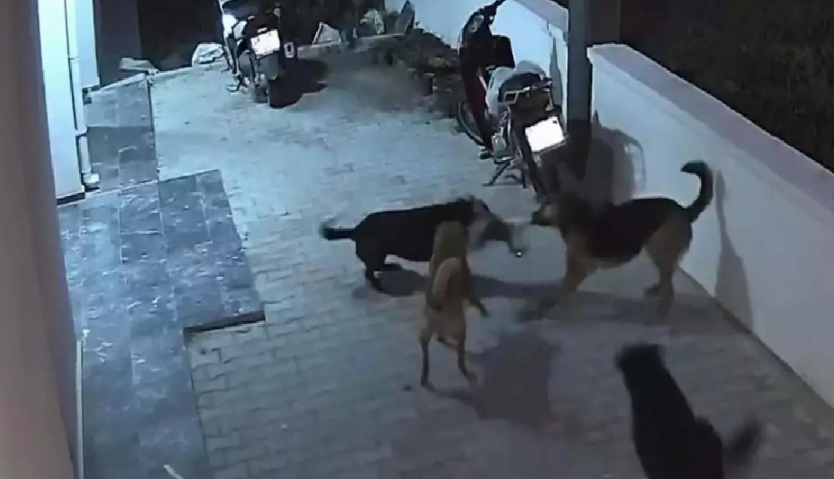 Sokak Köpekleri Kediye Saldırdı