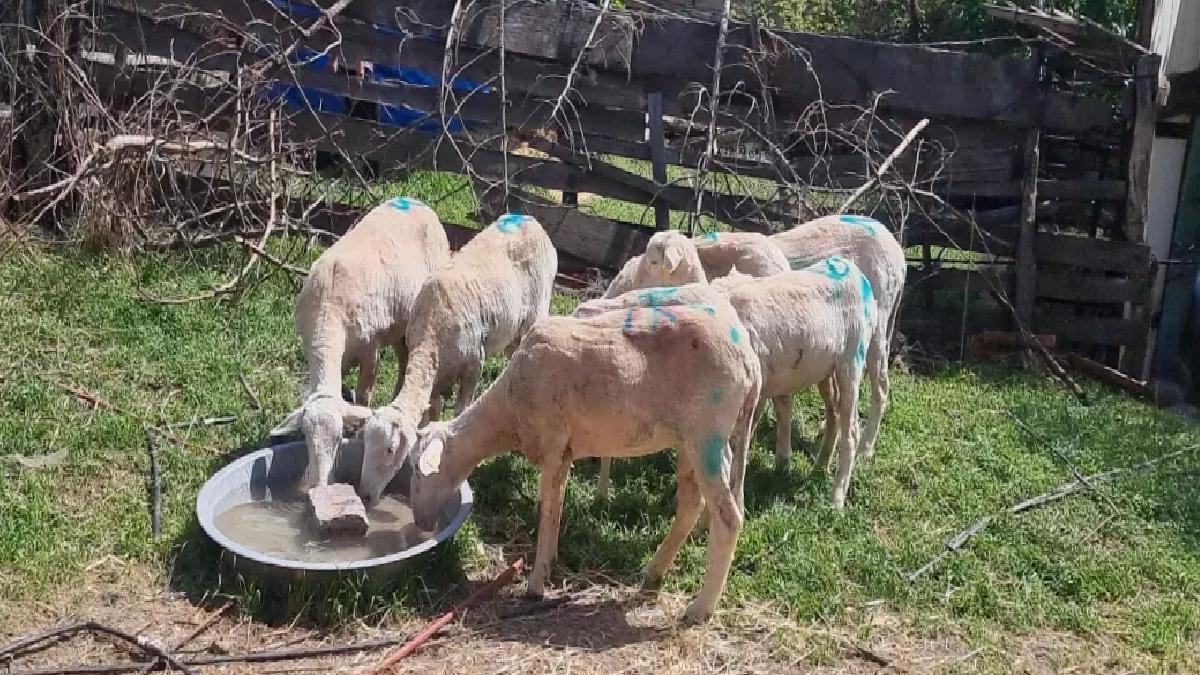 Sokak Köpekleri Koyun Saldırısı