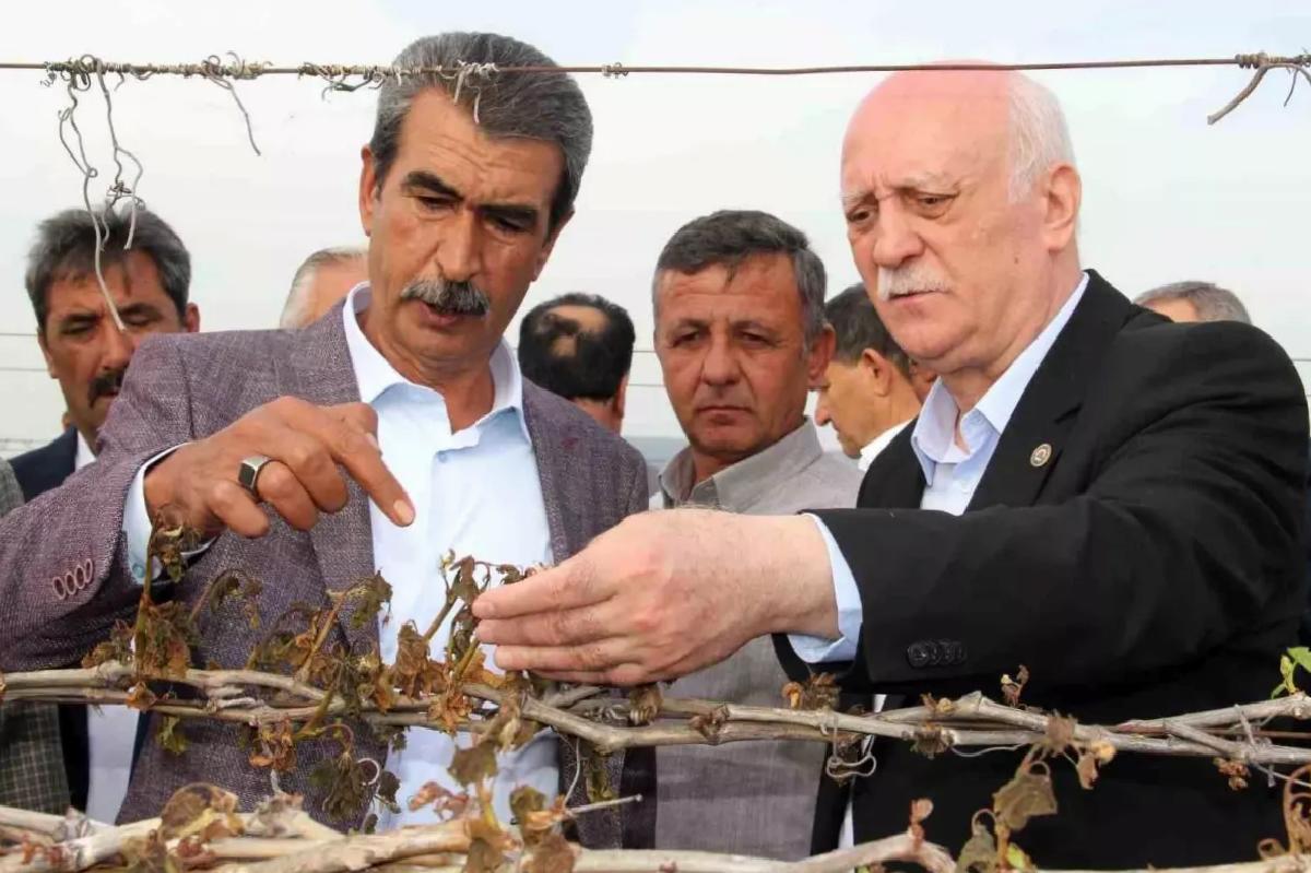 Sultaniye Üzüm Bağları Donun Kurbanı