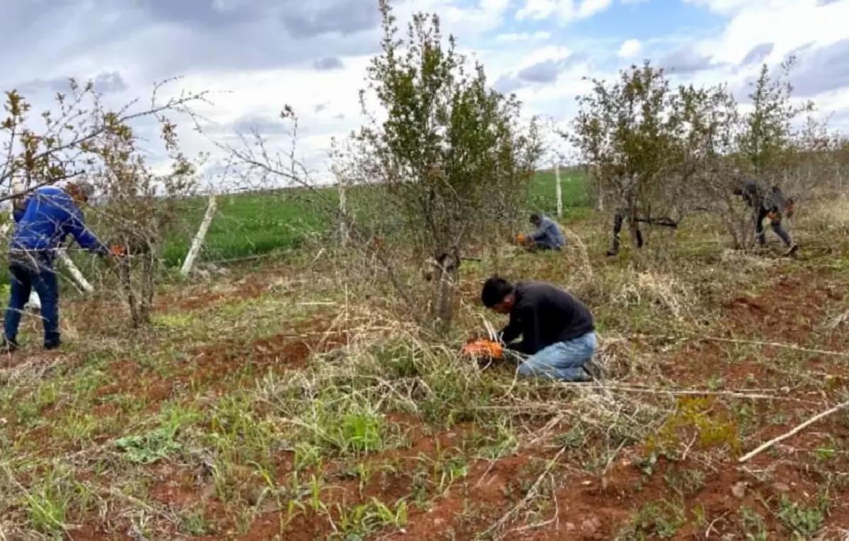 Suruç Narında Budama Çalışmaları Başladı