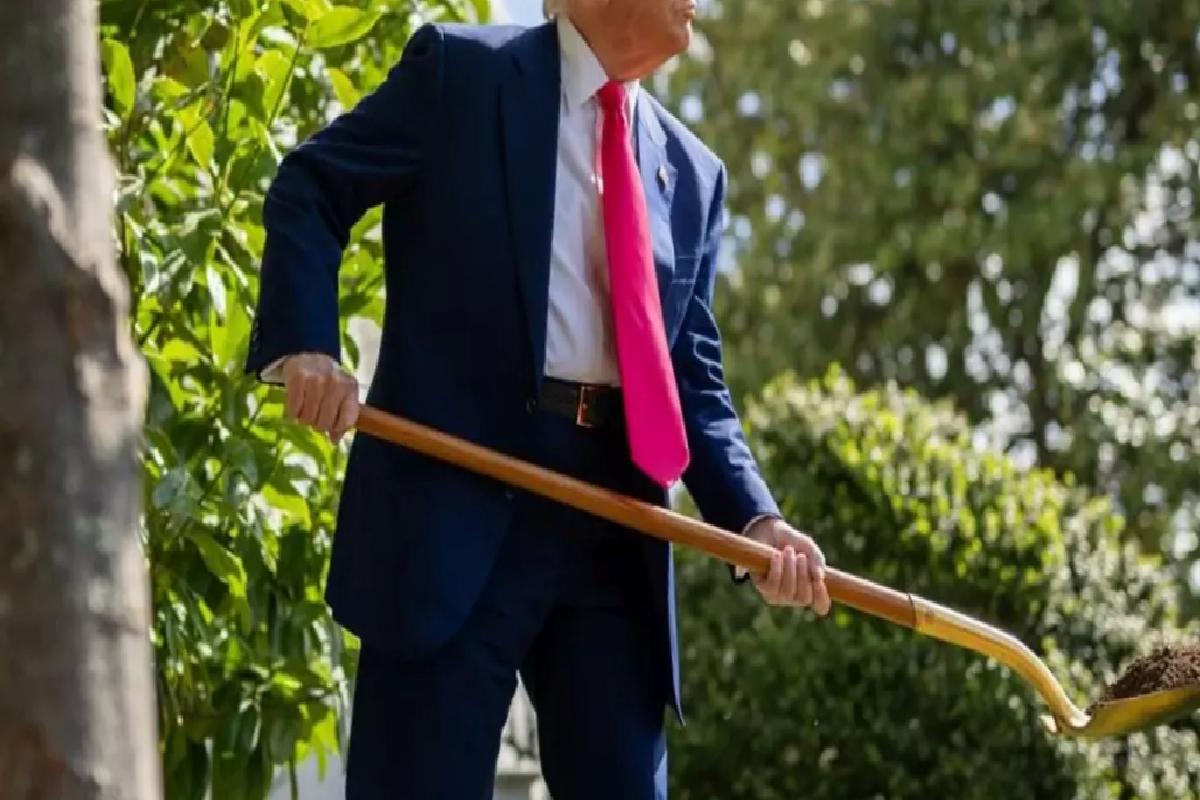 Trump, Beyaz Saray bahçesinde altın kürekle ağaç dikti