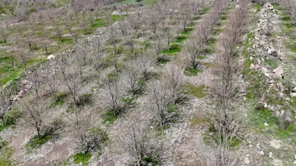 Ulukale Dutuna Don Vurdu