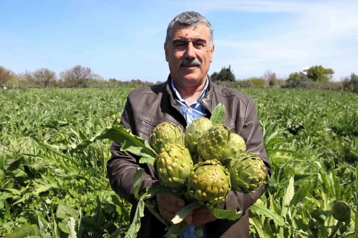 Urla’da Sakız Enginarında Hasat Zamanı
