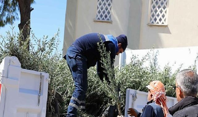 Urla’da zeytin seferberliği 20 mahalleye fidan desteği