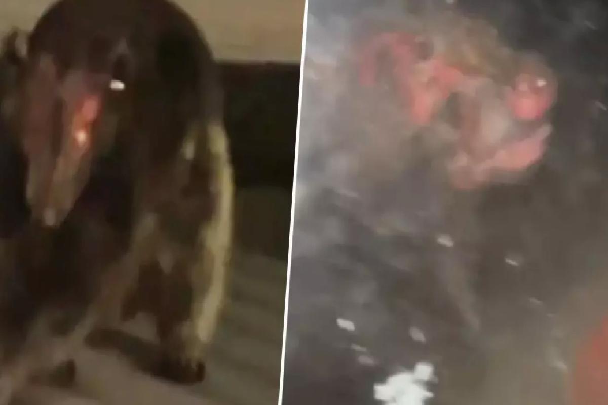 Uzmanları bile şaşırtan gizemli canlı: ‘Hiçbir bilinen türe benzemiyor