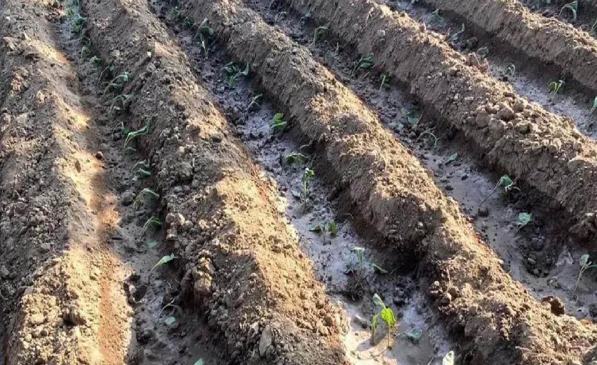 Yerli Ürün Yetiştiriciliği Artıyor
