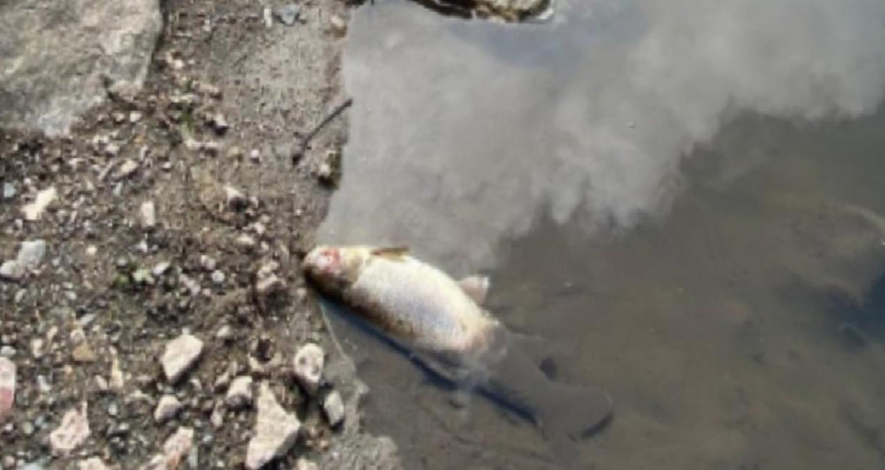 Yeşilırmak Nehri’nde balık ölümleri