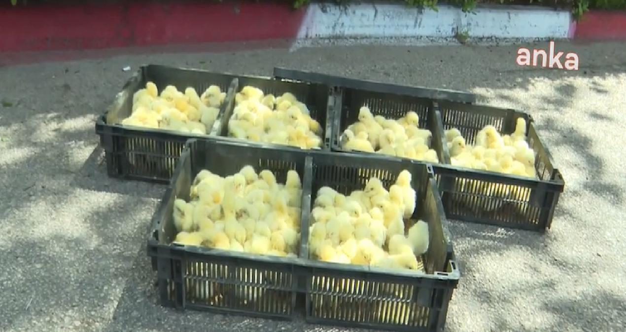 Zabıta 300 civcive el koydu, ‘kuş gribi’ cezası kesti!