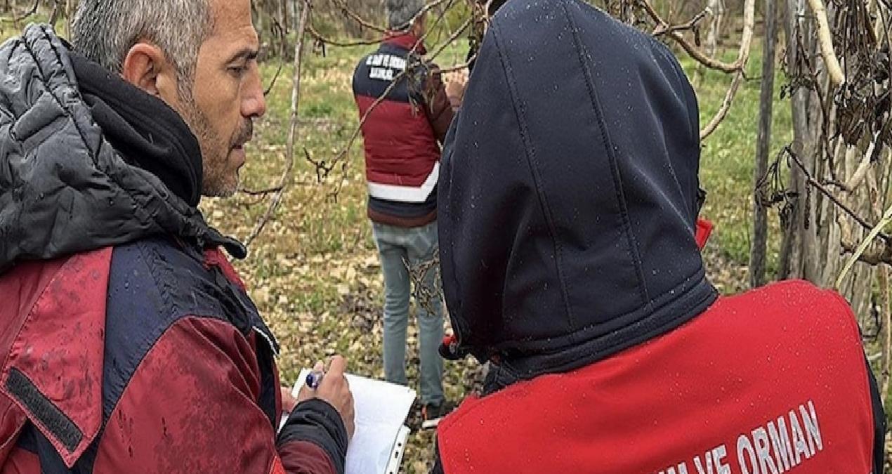 Zirai don felaketinden etkilenen tarlalarda çalışmalar başladı