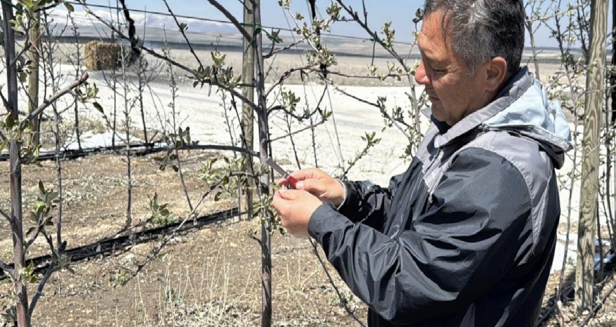 Zirai don, Niğde’deki elma üreticilerini üzdü