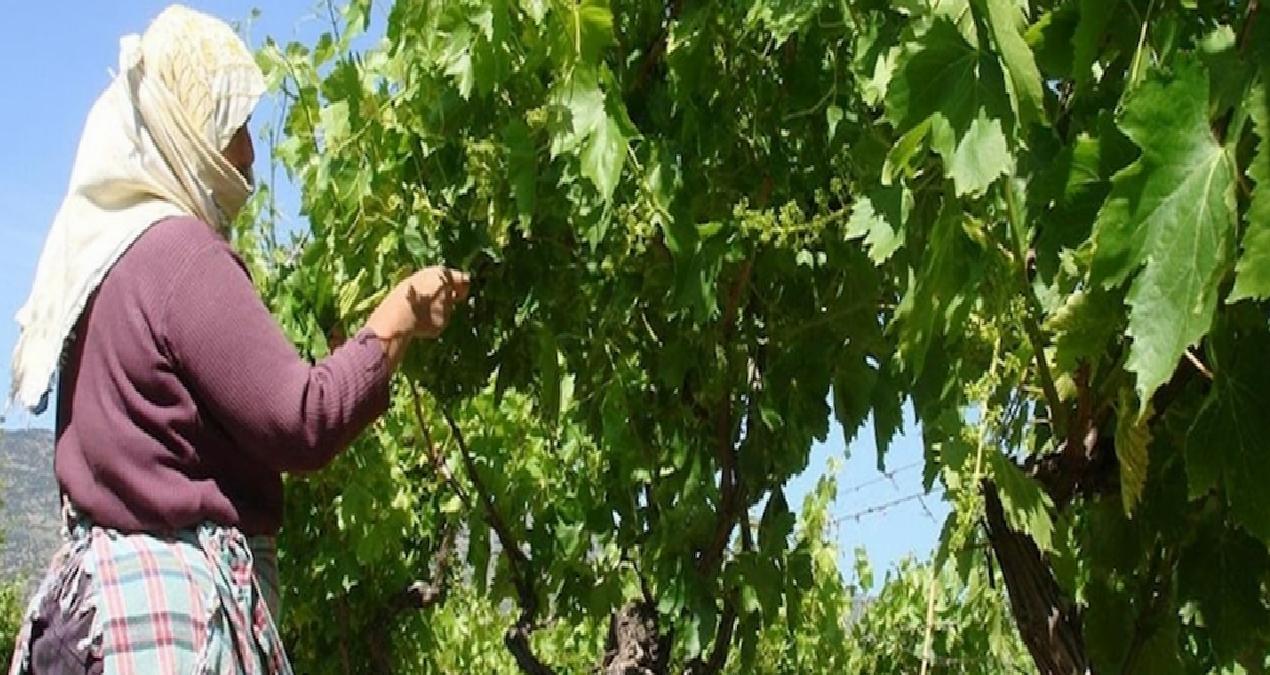 1 lira bile masrafı yok, kilosu 70 TL’den satılıyor