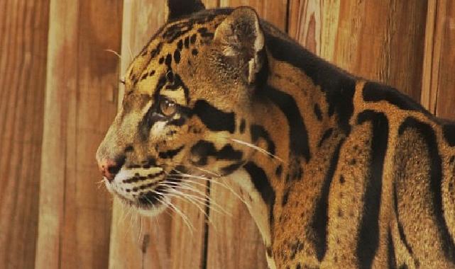 2 Bölümden Oluşan ‘Tampa’nın Sırları Özel’, 19 ve 26 Mayıs Pazartesi Günleri 20.00’de National Geographic WILD Ekranlarında!