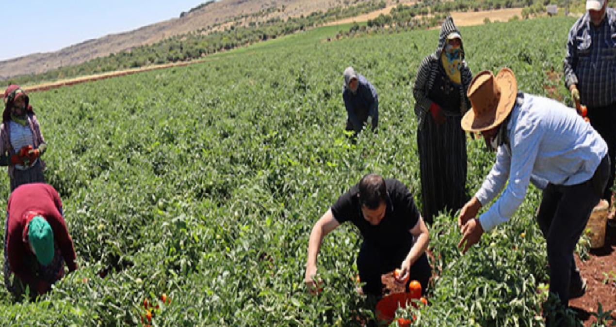 3 ay beklenildi, hasadı bereketle başladı: Tarlada 20, markette 100 liradan satılıyor
