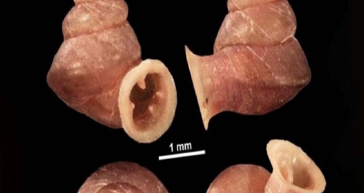 3 milimetrelik salyangoza Picasso adı verildi