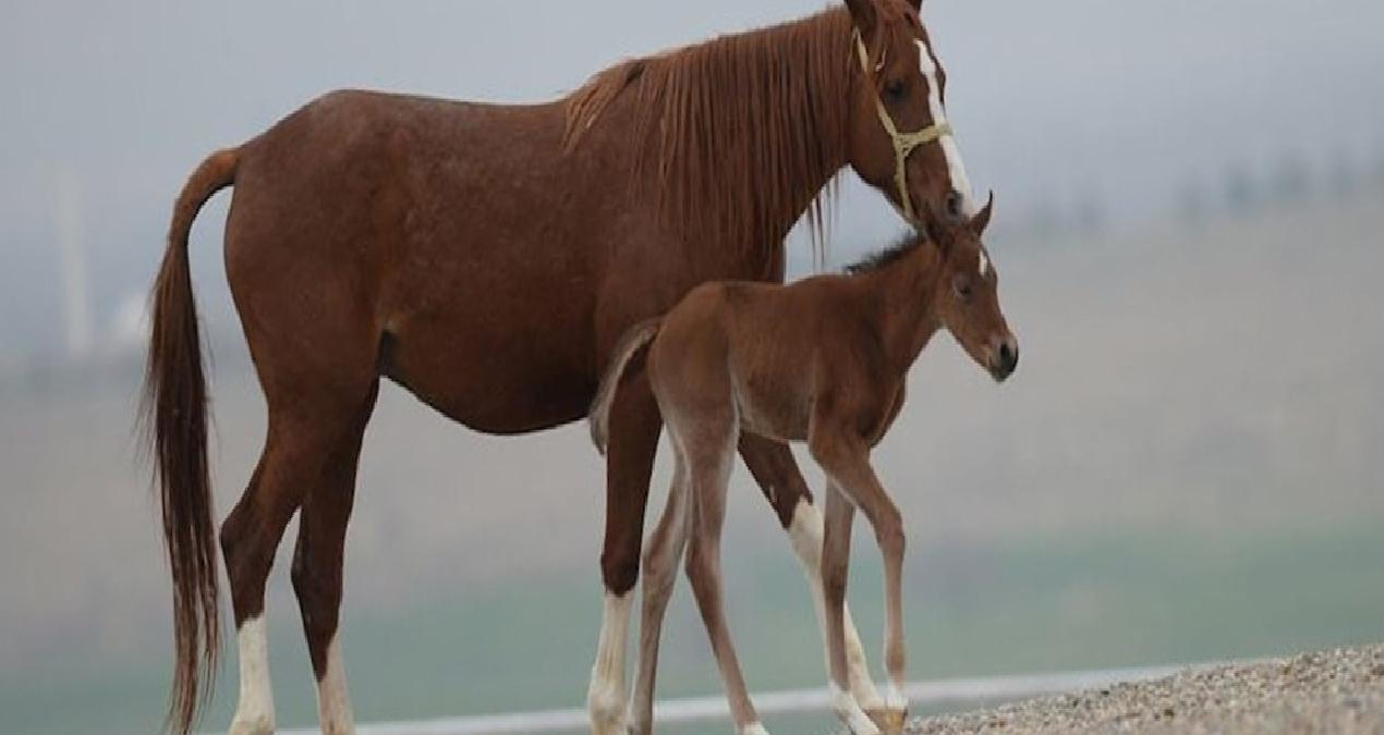 60 safkan Arap koşu tayı ihaleyle satılacak